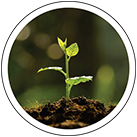 Plant Growth Promoter